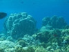 coral and sponges.jpg